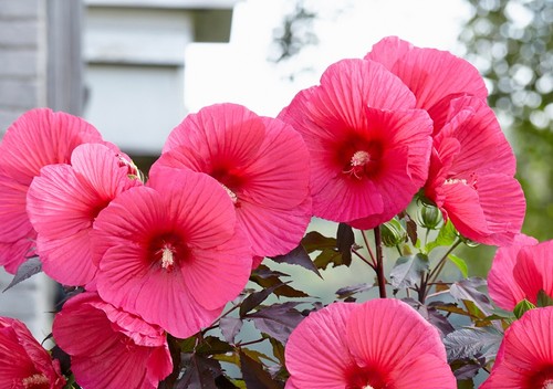 Hibiscus moscheutos carousel - moscheutos,