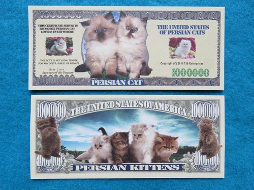 Bills persian cats - 4, bills: