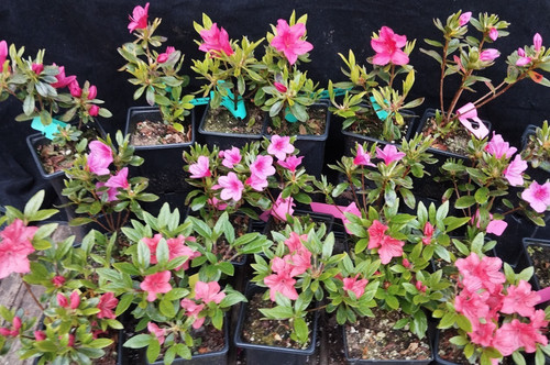 Evergreen azaleas 2 year - 6, azaleas.