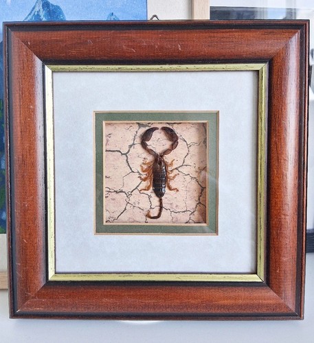 Golden scorpion male - scorpion,