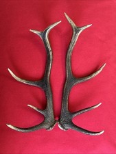 PAIR OF RED DEER ANTLERS 826g.   aprox. 45/47cm.