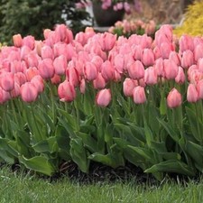 10 Tulips Mystic van Eijk Pink