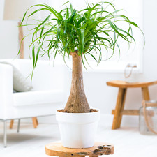 Beaucarnea Recurvata 30-40cm Potted Ponytail Palm Indoor Plant Gift