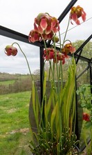 15+ Seeds from Sarracenia Moorei Marston Clone J.Ainsworth. Carnivorous Fly Trap