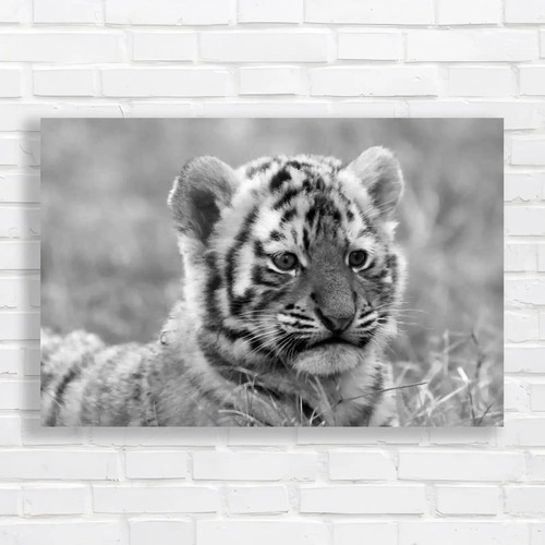 Cute siberian tiger - cute, cub