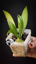 Hoya Gracilis Memoria
