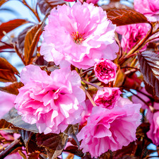 Prunus 'Royal Burgundy' |