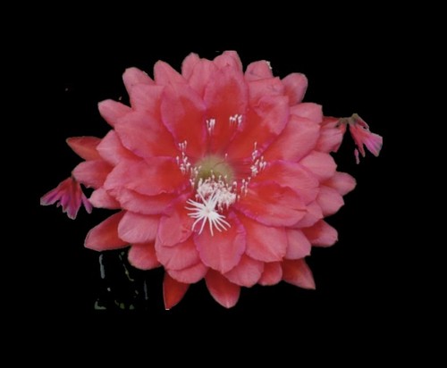 Epiphyllum large kiwi - epiphyllum, !