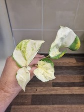 Epipremnum Manjula Pothos | 4-5 Leaves Well Rooted Happy Leaf Pothos Variegated