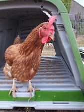 Boarding Coop to Let - Holiday Home for Hens in dedicated Chicken Hotel