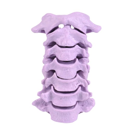 Anatomical human cervical - human,