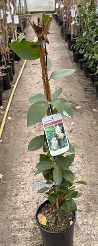 Lonicera fragrantissima - 2x,