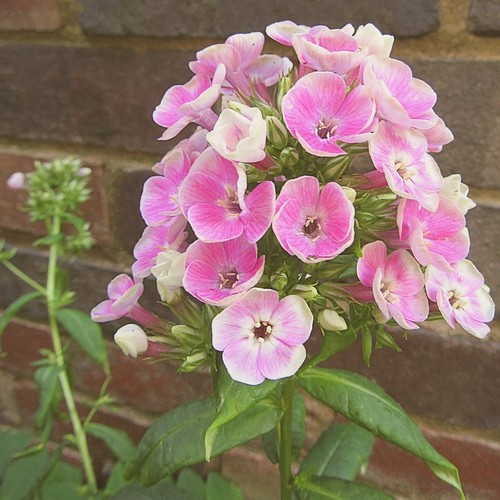 Phlox orchid green yellow - phlox,