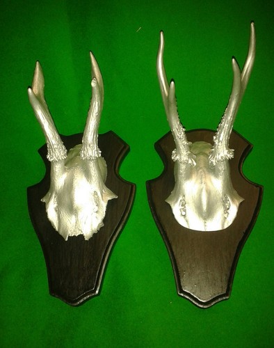 Roe buck deer antlers - buck,