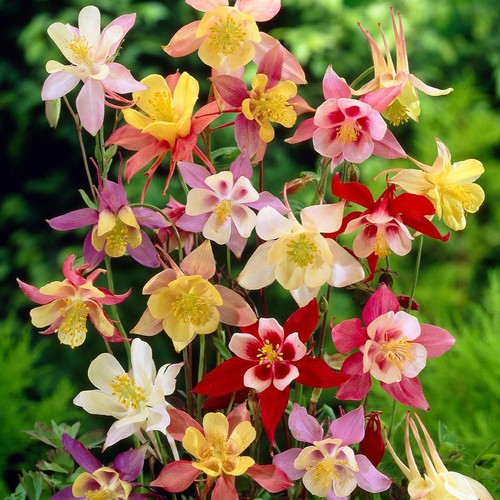 Aquilegia mckanas giant seeds - giant,