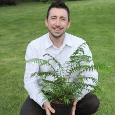 RHS AGM Dicksonia Antarctica -