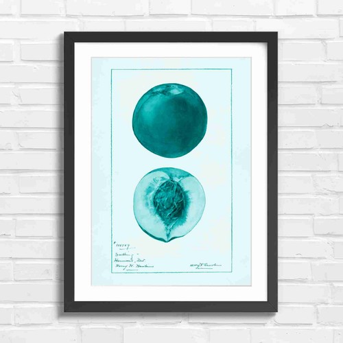 Vintage peach botanical art - vintage,