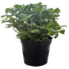 Perfect Plants - Chrysanthemum Plants - Outdoor Garden Ready in 17cm Pots