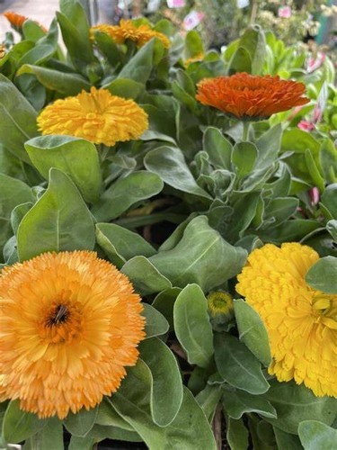 Calendula old english - , pot