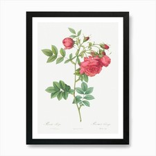 Turnip Roses, Pierre Joseph