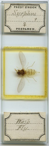 Antique microscope slide - microscope,
