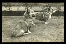 CORGI WELSH DOG Pembroke