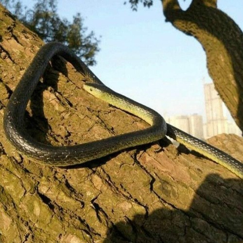 Fake realistic snake - fake, lifelike
