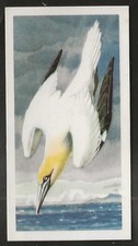 BROOKE BOND (TEA)-BIRD PORTRAITS (NO ADDRESS) 1957-#47- GANNET 