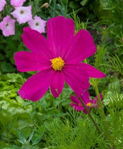Pink cosmos mix - cosmos,