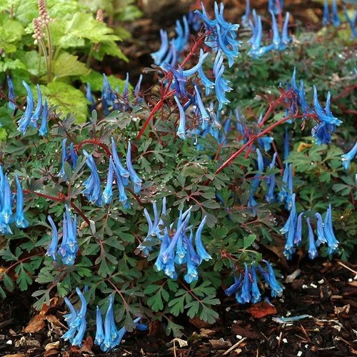 Corydalis blue heron - 'blue, heron'
