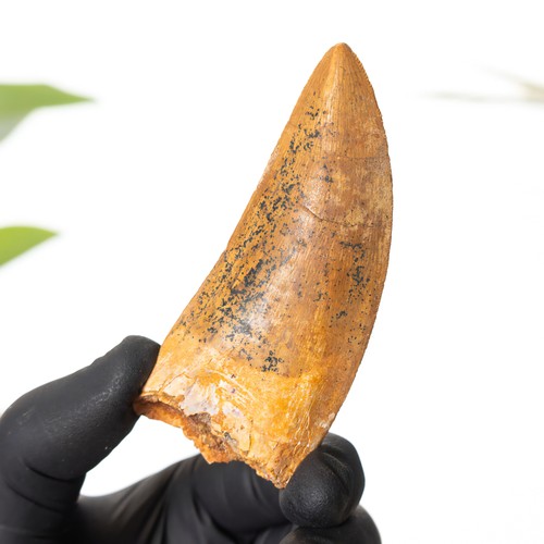 Inch african t rex - 3.34,