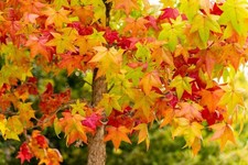 2x Liquidambar styraciflua|sweet gum Jumbo Plug Plants