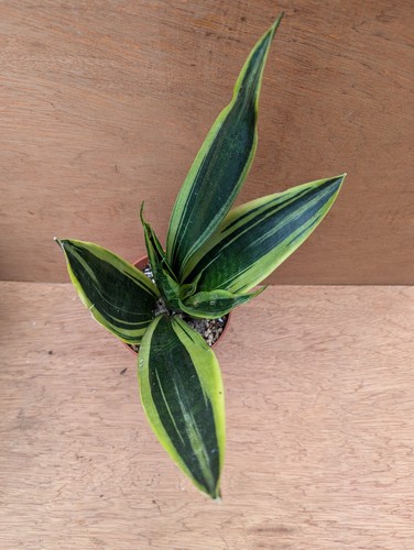 Sansevieria trifasciata