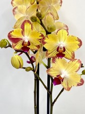 Phalaenopsis Papagayo Orchid -