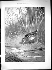 Old General Picton British