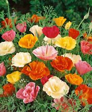 250 CALIFORNIA POPPY MISSION BELLS SEEDS - ESCHSCHOLTZIA CALIFORNICA 250 SEEDS