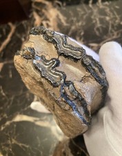 Ice Age Woolly Mammoth