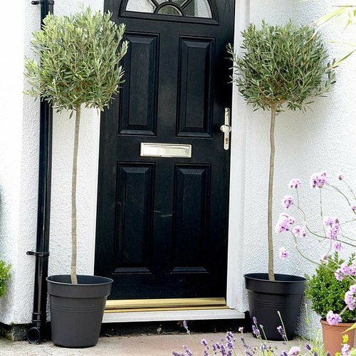 Olive tree extra - tree,
