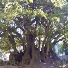 Phytolacca Dioica - 10 Seeds -