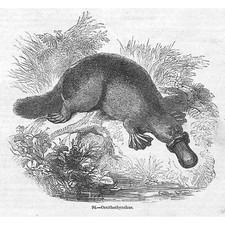 Ornithorhynchus or Duck-Billed Platypus - Antique Print 1856