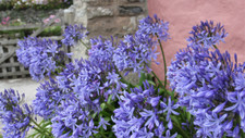 AGAPANTHUS BLUE AFRICAN LILY