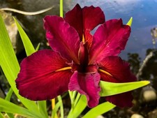 Iris lousiana red velvet - lousiana,