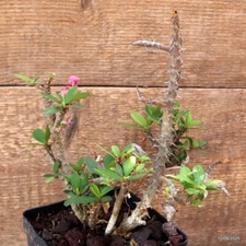 D4569 EUPHORBIA MILII