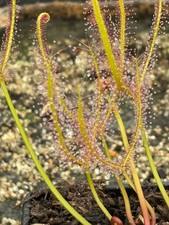 Drosera Binata