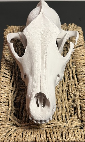 Wolf skull replica life - size,