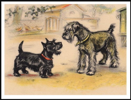 Schnauzer scottish terrier - schnauzer,