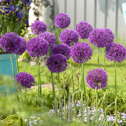 Allium purple sensation x50 - allium, sensation'