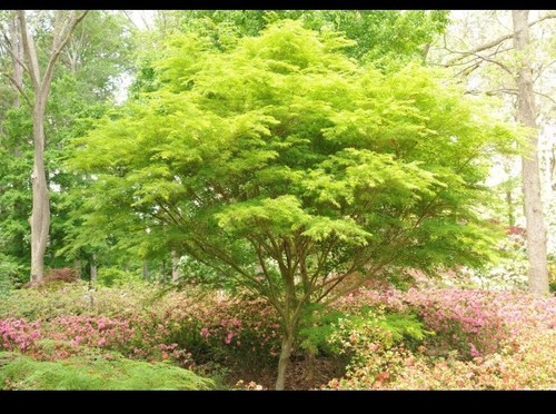 Acer palmatum dissectum - acer,