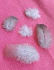 NATURAL FEATHERS from UKx 35