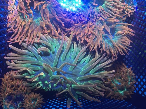 Rainbow bubble tip - 5", anemone